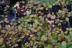 Ajuga reptans 'Braunherz', Ophalen, Bodembedekkers, Vaste plant, Halfschaduw