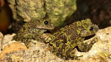 Grenouille mousse (Theloderma Corticale)