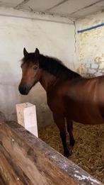 Ponette, Dieren en Toebehoren, Ophalen of Verzenden