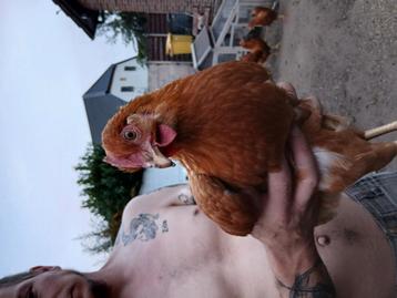 3 legkippen hennen, Femelle, Poule ou poulet