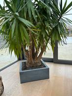 Yucca, Tuin en Terras, Ophalen, Vaste plant, Overige soorten