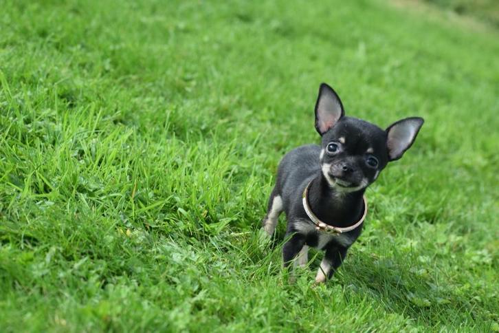 Chihuahua pups klein blijvend, Dieren en Toebehoren, Honden | Chihuahua's en Gezelschapshonden, Meerdere dieren, Chihuahua, Fokker | Professioneel