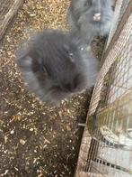 Konijn te koop, Dieren en Toebehoren, Konijnen, Geslacht onbekend, Klein, 0 tot 2 jaar