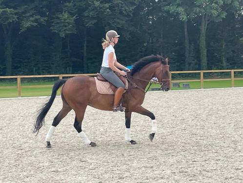 10 jarige Franse volbloed ruin - recreatiepaard, Dieren en Toebehoren, Paarden, Ruin, 160 tot 165 cm, 7 tot 10 jaar, Recreatiepaard