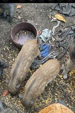 Gottinger  varkentjes, Dieren en Toebehoren, April, Vrouwelijk