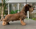 Ruwharige Kaninchenteckel pups met stamboom, Kaninchen, België, Fokker | Hobbymatig, 8 tot 15 weken