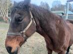 Paard, Dieren en Toebehoren, Paarden, Merrie, Niet van toepassing, 11 jaar of ouder, Recreatiepaard