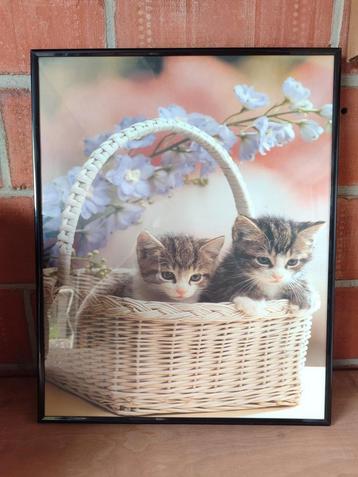 Kader kittens 40 op 50 beschikbaar voor biedingen