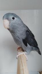 Forpussen jonge vogels, Bagué