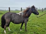 Shetland pony tekoop, Dieren en Toebehoren, Paarden, Merrie, Gechipt