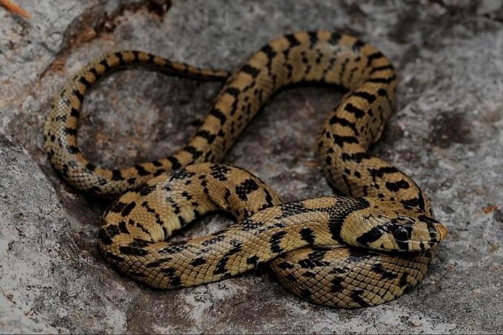 Jonge ladderslang, rustig dier., Dieren en Toebehoren, Reptielen en Amfibieën, Slang
