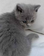 Brits korthaar kittens, Dieren en Toebehoren, Katten en Kittens | Raskatten | Korthaar, Kater, Gechipt, 0 tot 2 jaar