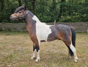 Onze 4 minipaard hengsten staan in 2026 weer ter dekking beschikbaar voor biedingen