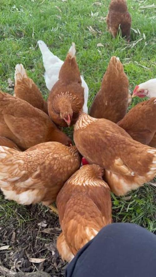 bruine leghennen GELEEWIEKT vanaf 10 eu /0499082381, Dieren en Toebehoren, Pluimvee, Kip, Vrouwelijk
