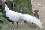 trio zilverfazant, Dieren en Toebehoren, Pluimvee, Meerdere dieren, Overige soorten