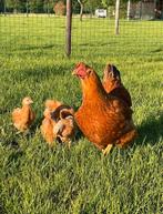 Broedeieren New Hampshire kippen, Poule ou poulet, Sexe inconnu