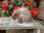 Knuffelkonijntje, Dieren en Toebehoren, Konijnen, Vrouwelijk, Dwerg, Hangoor, 0 tot 2 jaar