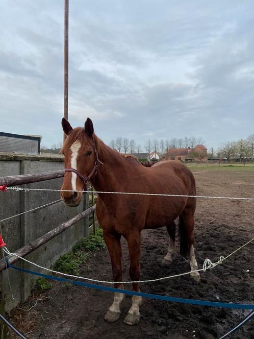 Een 17 jaar oude ruin als recreatiepaard, Animaux & Accessoires, Chevaux, Hongre, B, 165 à 170 cm, 11 ans ou plus, Cheval de récréation