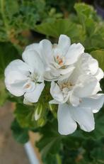 Geranium / pelargonium, Tuin en Terras, Planten | Tuinplanten, Ophalen, Zomer, Halfschaduw