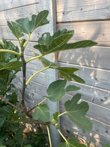 Mediterranee vijgenbomen beschikbaar voor biedingen