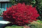 Euonymus alatus Compactus, Tuin en Terras, Ophalen
