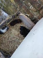 Cavia jongen, Domestique, Novembre, Plusieurs animaux, Cobaye