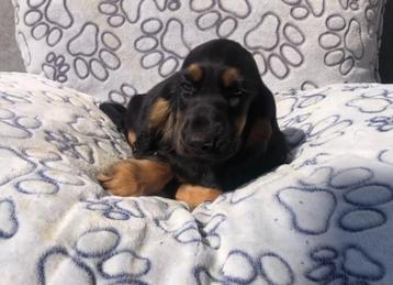 Chiots cockers anglais, 15 semaines à 1 an, Étranger, Parvovirose, Plusieurs animaux