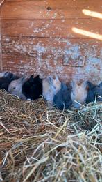 Nestje dwerg konijnen/ nederlanshangoor, Oreilles tombantes, Plusieurs animaux, Nain, 0 à 2 ans