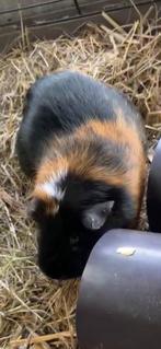 Prachtig cavia zeugje, Dieren en Toebehoren, Knaagdieren, Vrouwelijk, Cavia