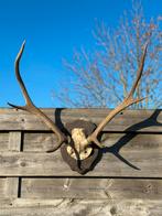 Hertengewei edelhert, Enlèvement