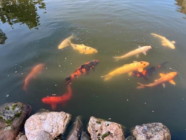 Pêche en étang KOIS, Jardin & Terrasse, Accessoires pour étangs, Enlèvement