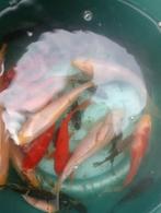 30 tal goudvissen gemengd ,verschillende maten ,kleuren, Dieren en Toebehoren, Vissen | Aquariumvissen