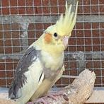 te koop valkparkieten, Dieren en Toebehoren, Vogels | Parkieten en Papegaaien, Geslacht onbekend, Parkiet