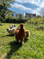 Broedeieren zijdehoenders, Dieren en Toebehoren, Pluimvee, Geslacht onbekend