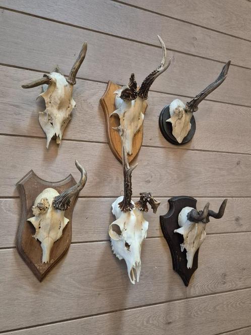 6 Abnormale Ree Geweien samen € 60 Jacht Mancave b44, Verzamelen, Dierenverzamelingen, Gewei of Kop, Hert, Ophalen of Verzenden