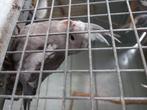 Valkparkiet, Dieren en Toebehoren, Geslacht onbekend, Tam