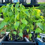 Puntpaprika en paprikaplanten., Tuin en Terras, Ophalen