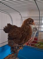 Raszuiver braghmakriel hen dubbelgoud gezoomd