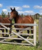 Recreatief dressuupaard - 7 jaar - KWPN, Dieren en Toebehoren, Paarden, Merrie, Dressuurpaard, Gechipt, 7 tot 10 jaar