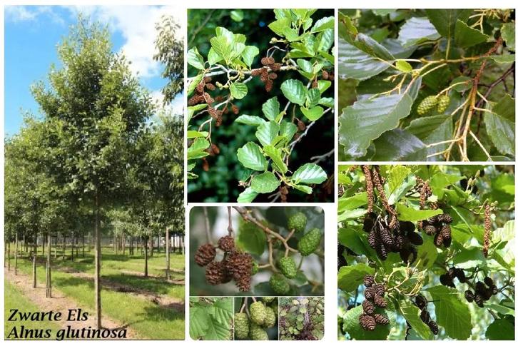 ZWARTE ELS HOOGSTAM, MAAT 8/10 cm: 40€, MAAT 10/12: 55€/Stuk, Tuin en Terras, Planten | Bomen, Overige soorten, 250 tot 400 cm