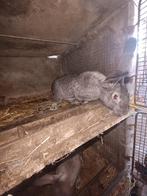 Vlaamse reus, Meerdere dieren, Groot, 0 tot 2 jaar
