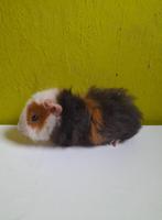 beertje zoekt nieuwe thuis, Dieren en Toebehoren, Knaagdieren, Juni, Mannelijk, Cavia