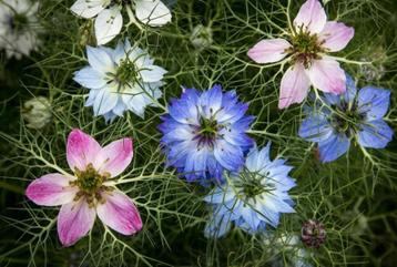 Biologische Juffertje in het groen zaden beschikbaar voor biedingen