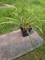 siergras, carex morrowii, Tuin en Terras, Planten | Tuinplanten, Ophalen, Siergrassen