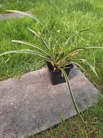 siergras, carex morrowii beschikbaar voor biedingen