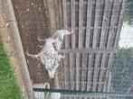 Kalkoen, Dieren en Toebehoren, Pluimvee, Kalkoen