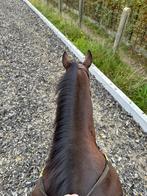 Recreatie of sport, Animaux & Accessoires, Chevaux, 11 ans ou plus, Moins de 160 cm, L, Vermifugé