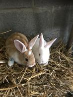 Konijnen, Dieren en Toebehoren, Konijnen