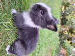 5 super lieve baby konijntjes zoeken een zalig huisje, Dieren en Toebehoren, Konijnen, Meerdere dieren, Dwerg, 0 tot 2 jaar