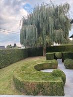 Snoeien, Tuin en Terras, Ophalen
